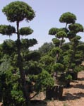 Akita Bonsai Nursery - Bonsai